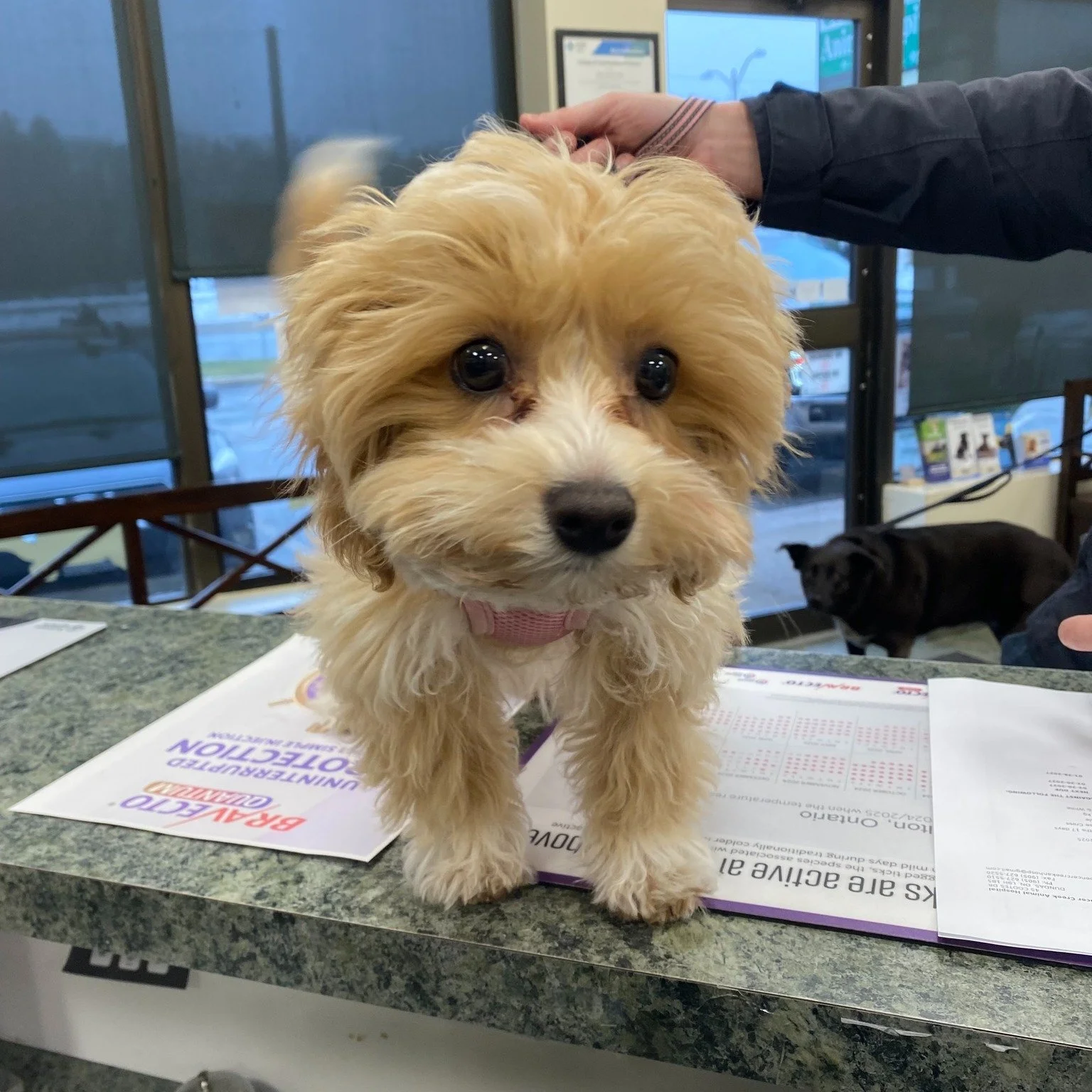 Ruby popped in for a visit last week and could barely contain her excitement! We love when our patients are just as thrilled to see us as we are to see them.

Meanwhile, Juno is casually photobombing in the background&hellip; clearly wondering why an