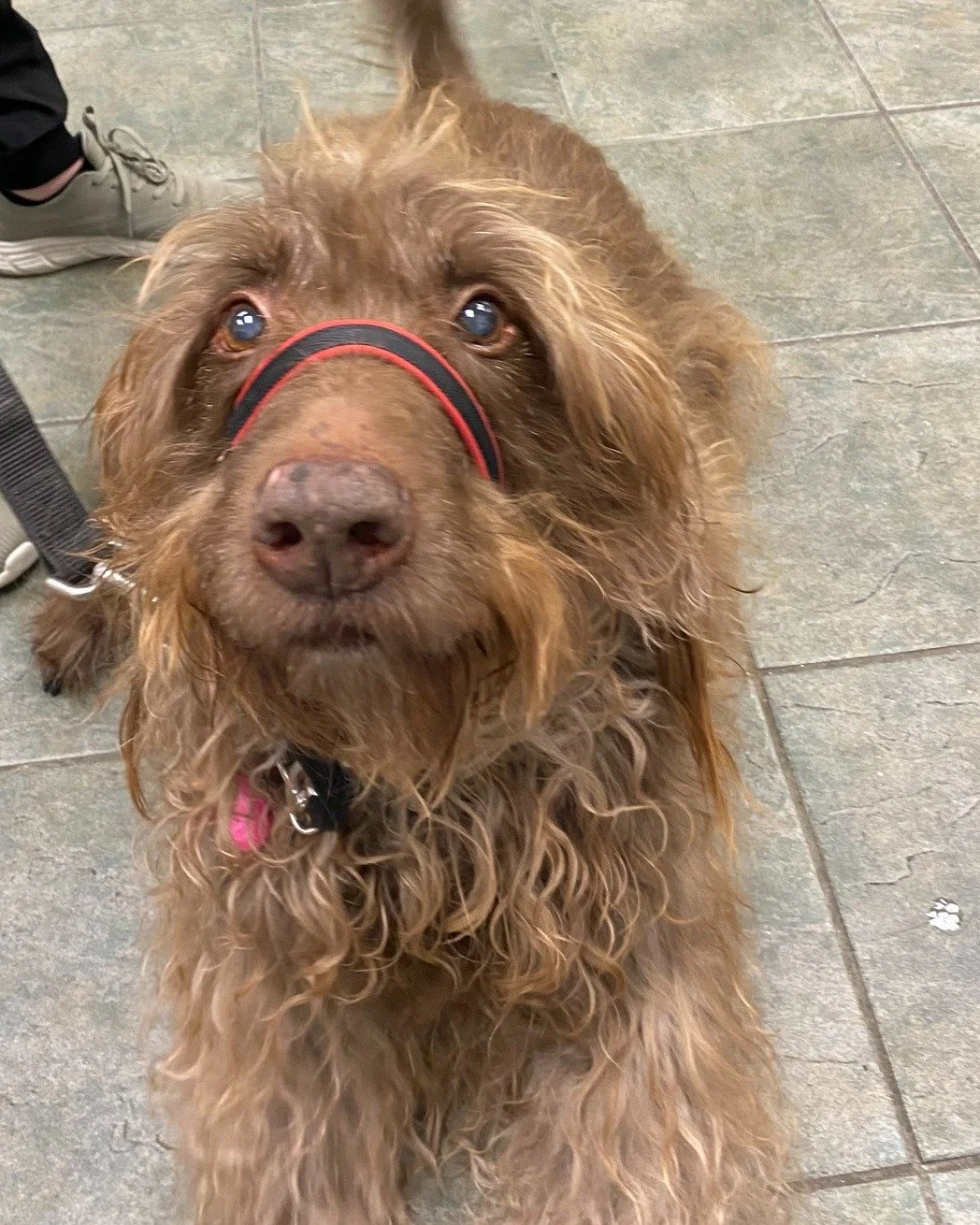 Sophie loves making new friends! She&rsquo;s one of our sweetest social butterflies and always pops in with a smile for her nail trims.

The photo may be a little blurry&hellip; but that&rsquo;s just because she&rsquo;s got the happiest wiggles.

#wi
