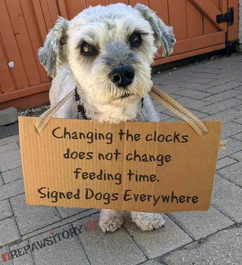 We &ldquo;spring forward&rdquo; on March 8th, and our pets may need a little help adjusting.

Dogs and cats don&rsquo;t follow the clock, they follow consistent routines. Preparing a few days ahead can prevent unwanted changes in appetite, bathroom h