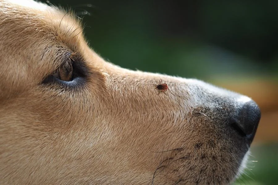 Do you have questions about ticks? 

- When are ticks a risk? NOW
- Where are ticks found? In tall grass, in short grass, in the woods and in your front yard. 
- How do you protect your
pets? Start on prevention today. 

Talk to your veterinarian and