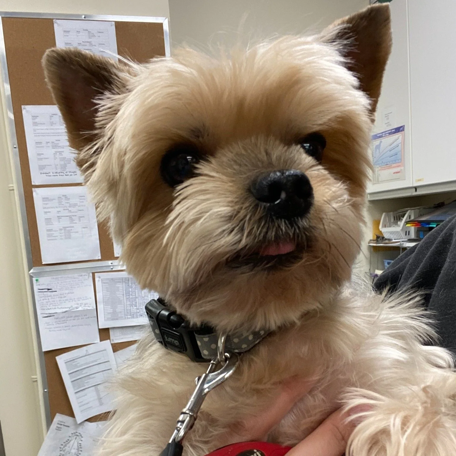 Sun&rsquo;s out, tongues out! We&rsquo;re soaking up every bit of sunshine, and we want to see your pets doing the same.

Does your furry friend have a quirky habit you adore? Drop a photo in the comments and show off their sunshine smiles and silly 