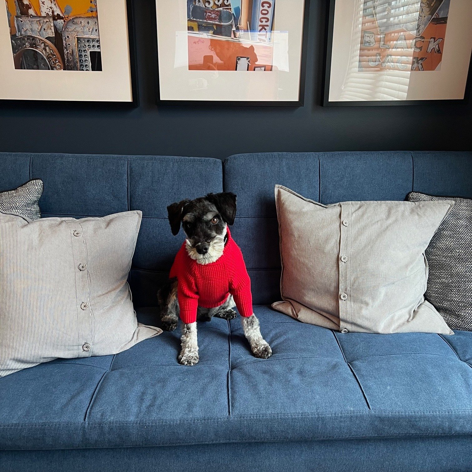 Meet Kes! He&rsquo;s a bit of a legend around here with his almost-weekly visits. His mom always has us laughing with stories from their latest adventures. They are a great pair, dare I say one of our favourites!

Here he is in his Christmas sweater,