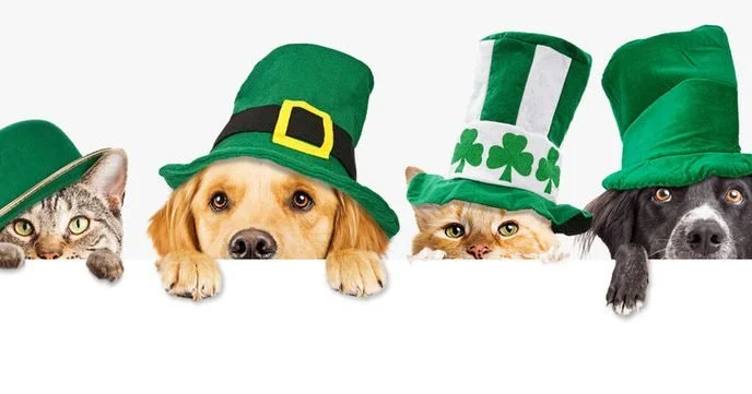 Happy St. Patrick&rsquo;s Day!

May your pets find all the treats at the end of the rainbow today. 
Wishing every furry friend a lucky, happy, tail‑wagging day!