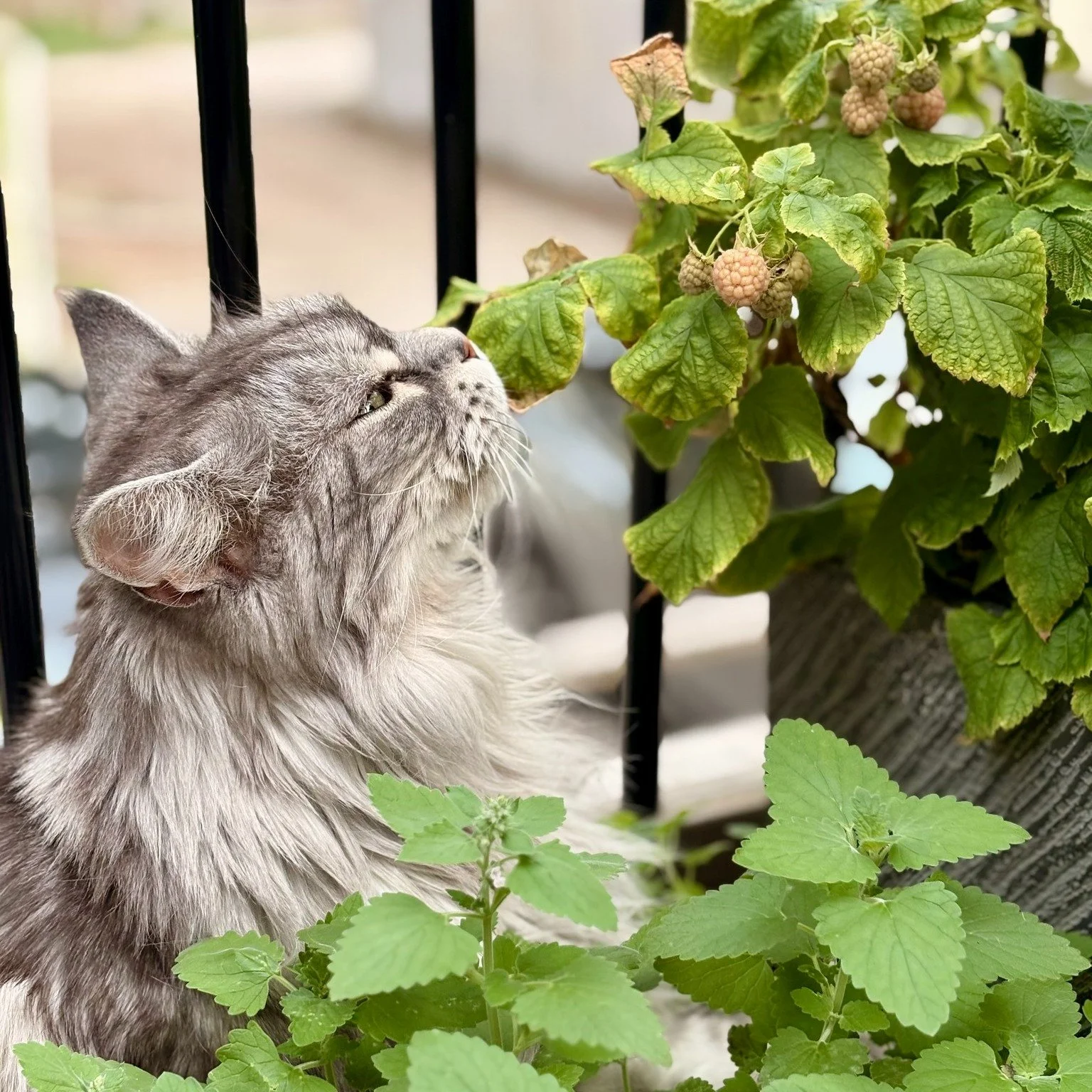 Spring has officially arrived, and we&rsquo;re ready to welcome the sunshine, planting season, longer walks, flowers and muddy paws!

How are you and your pets celebrating the first day of Spring? Share a photo of your furry friend enjoying the fresh