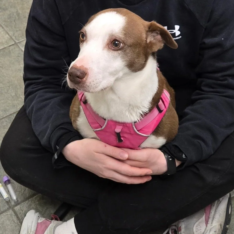 Lexie came in for her annual exam and vaccines a few weeks ago, and she was such a joy to have in the clinic. She even made herself comfortable in Mikaela&rsquo;s lap for part of her visit, soaking up all the attention and staying her usual sweet, ge