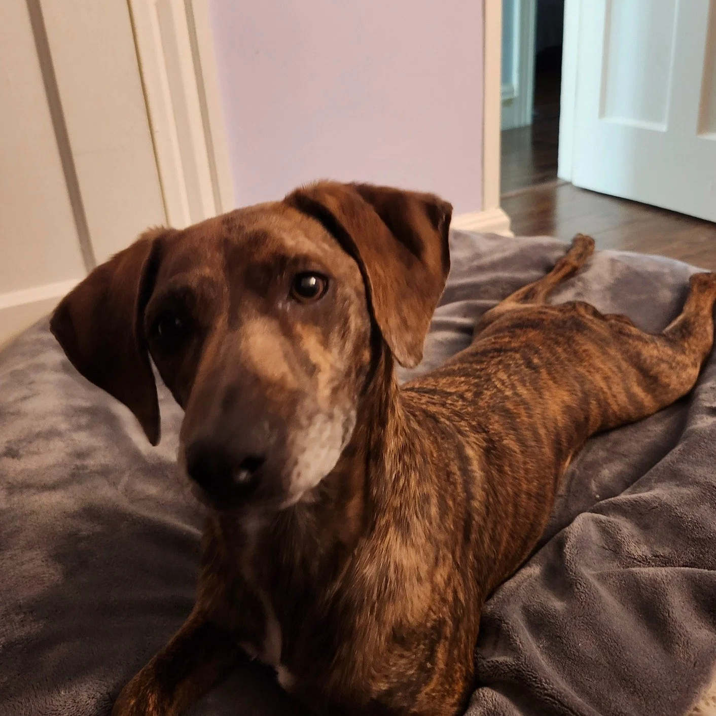 J.K. Growling wants everyone to know that vet visits aren&rsquo;t so scary after all&mdash;there are snacks, gentle pats, and lots of love.

A yearly exam helps keep your pet healthy from nose to tail, and it&rsquo;s required before we can prescribe 