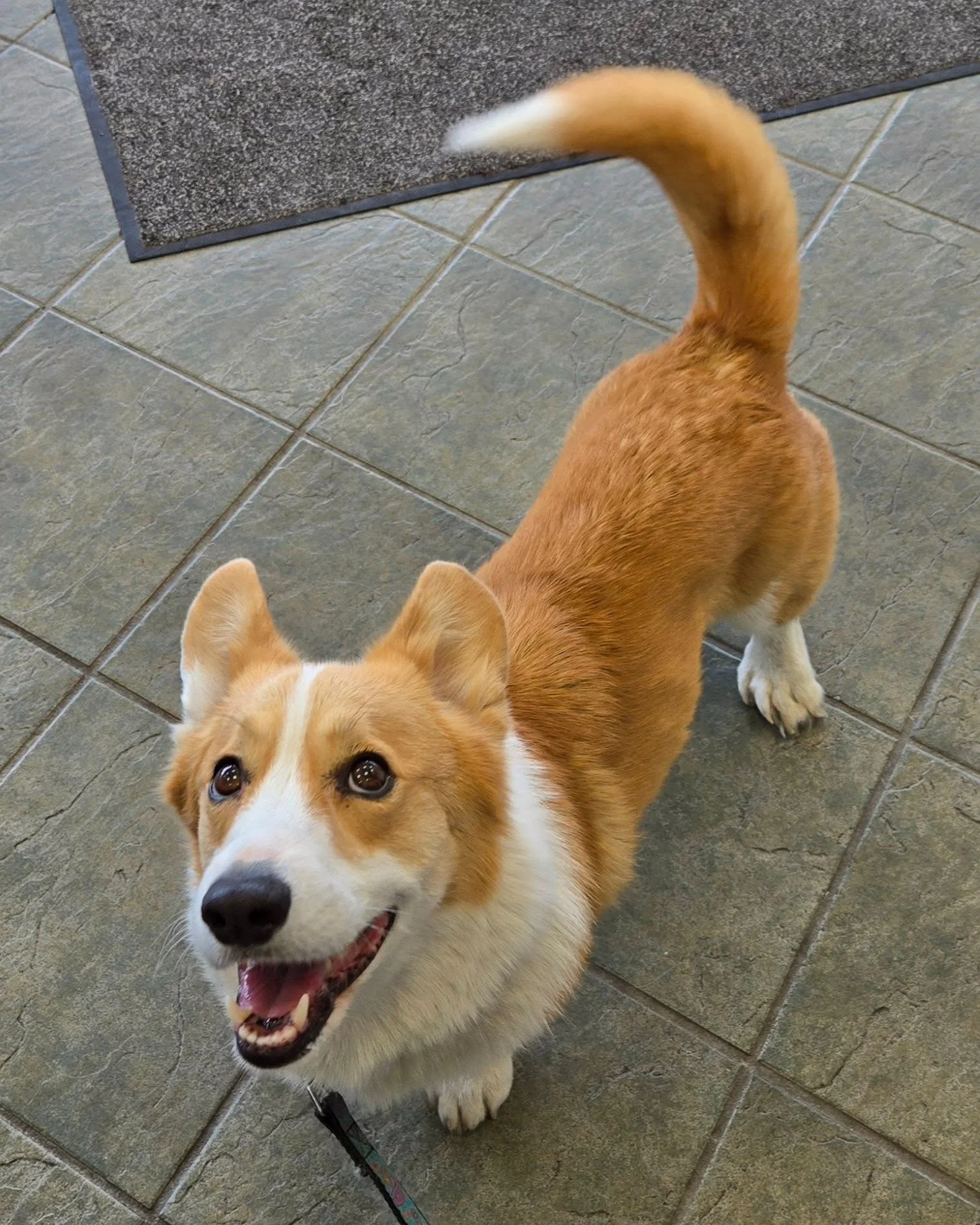 A rare site to see: a long‑tailed corgi! Dewi wants everyone to know that this year we have launched a Heartworm/4Dx Clinic.
A 4Dx test screens for heartworm and three common tick‑borne diseases, including Lyme disease. 

***We&rsquo;re offering a 25