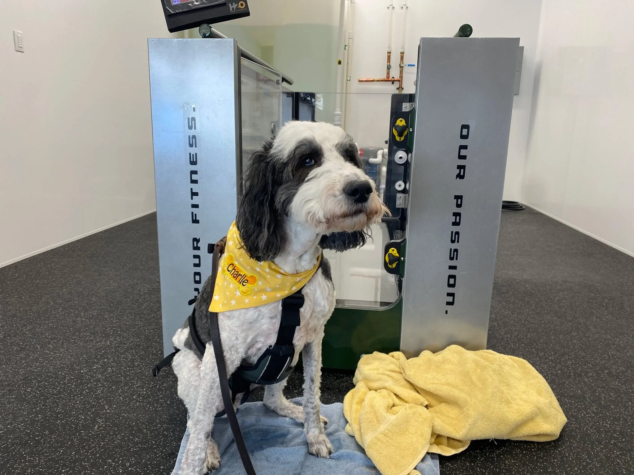 Charlie LOVES his water treadmill sessions, and we&rsquo;re so proud of how far he&rsquo;s come.
He started with us in August 2024 after a cruciate tear and TPLO at 98.4 lbs. After a second TPLO, consistent in‑clinic integrative medicine visits, and 