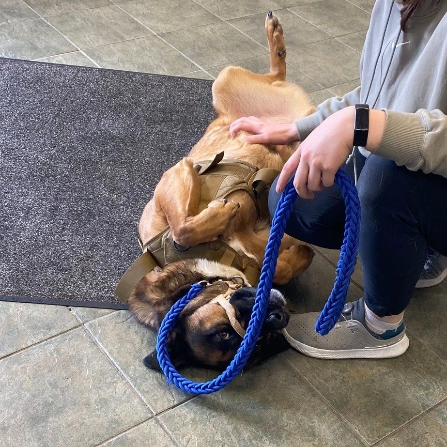 Atlas is here to remind everyone that when he visited our April Heartworm Clinic, he had his 4Dx test done. This simple blood test screens for Heartworm, Lyme, Ehrlichia, and Anaplasma.

Call us to schedule your pet&rsquo;s 4Dx and keep them protecte