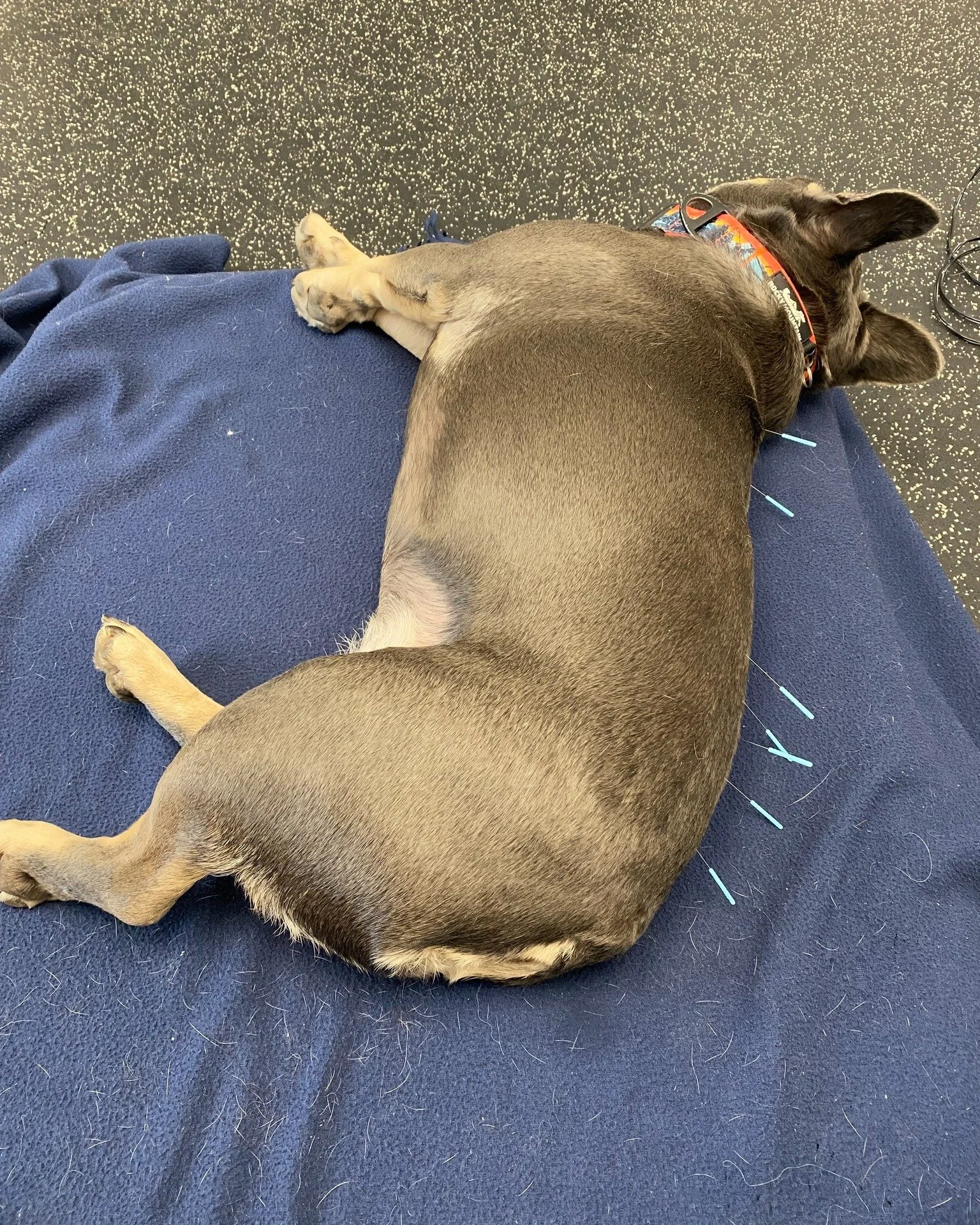 Good morning, everyone! 
Crosby would like to share just how much he enjoys his acupuncture sessions with our integrative medicine team. 

These treatments support his comfort, mobility, and overall well‑being&mdash;and he relaxes so deeply during hi