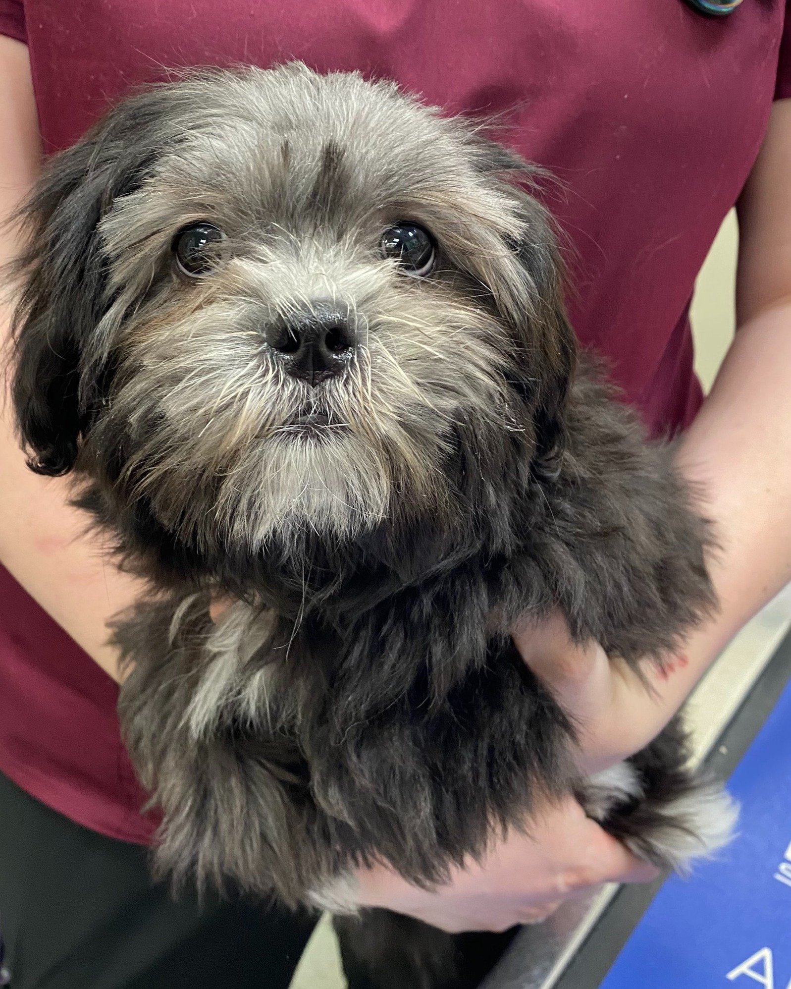 This little lovebug visited us today and instantly melted our team&rsquo;s hearts. Ritchie had been with his forever family for less than 24 hours, and they brought him in right away to start his vaccines. Congratulations to this wonderful family on 