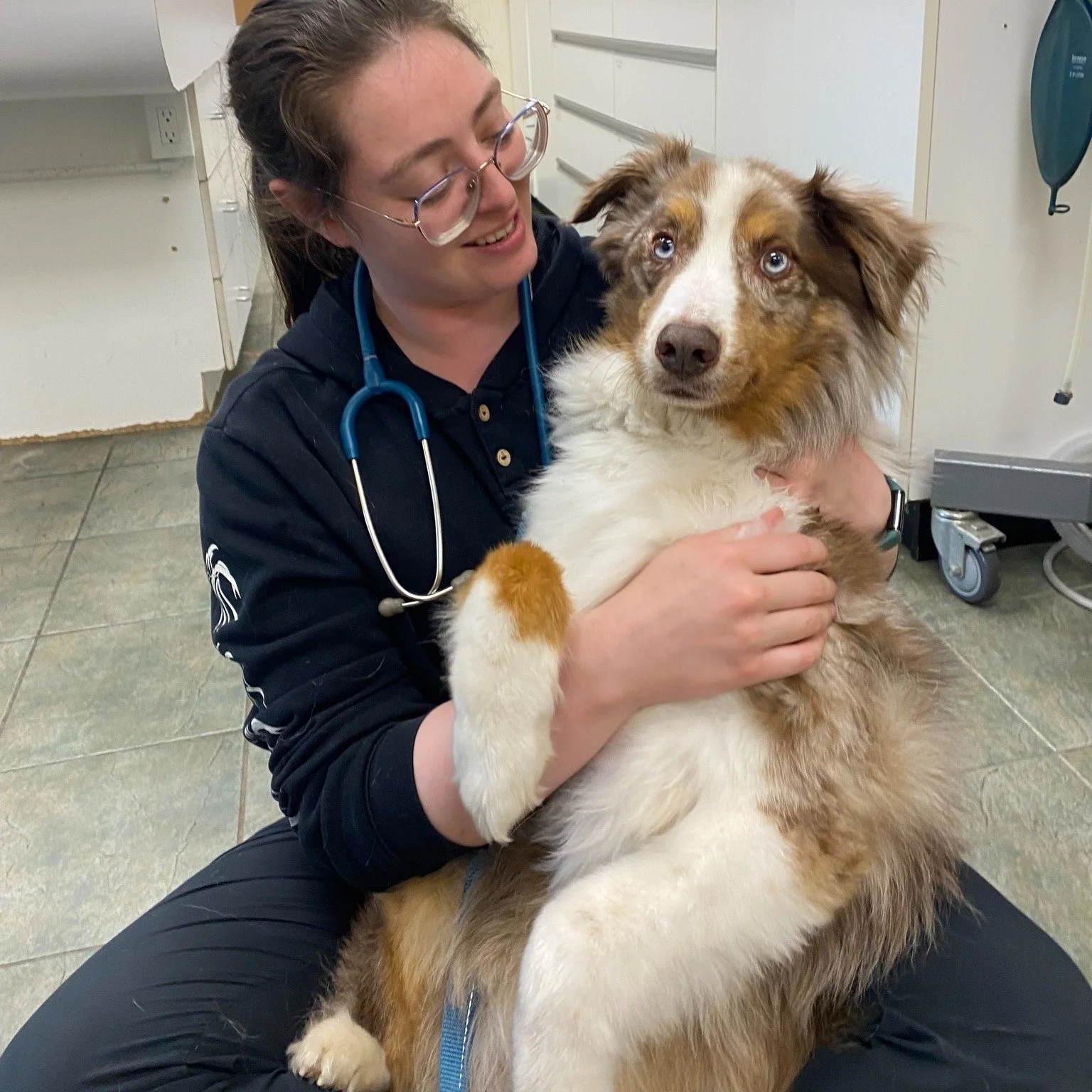 This is Remi!

He has visited us a few times over the past week, and he still comes in happy to see everyone. Here he is showing off his favourite way to have his blood taken, sitting in Mikaela&rsquo;s lap and enjoying some pets.

Mikaela is gently 