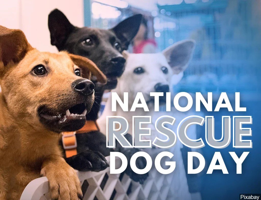 Today is National Rescue Dog Day, a day to celebrate the incredible dogs who have been given a second chance and the families who opened their hearts to them.

Rescue dogs come from all walks of life, and each one has a story worth telling. With pati