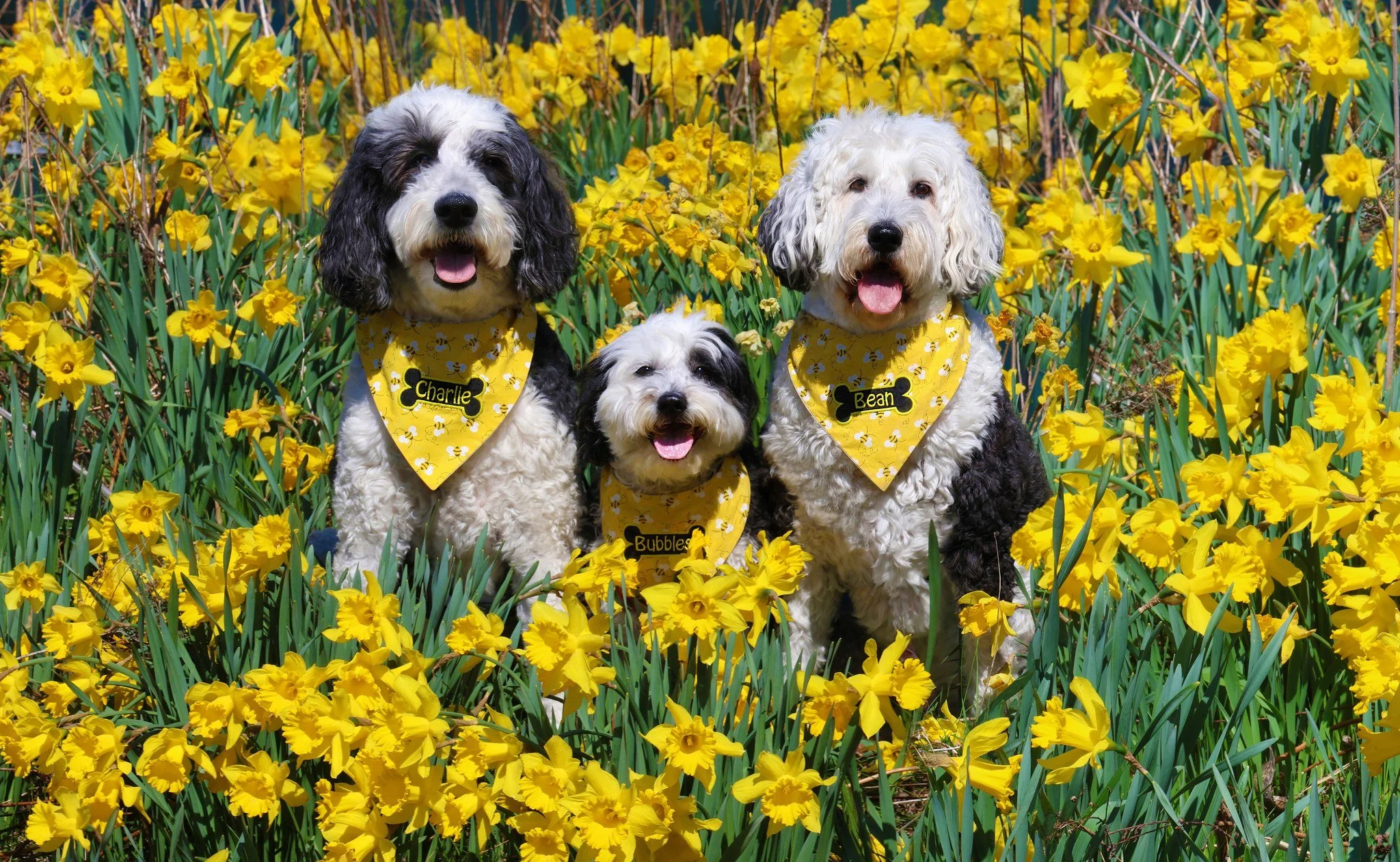 Hello Spring! After a wonderful and warm long weekend, we wanted to share these sweet pups enjoying the spring weather.

Pictured are Charlie, Bubbles, and Bean. Charlie recently received a shout‑out for his remarkable weight‑loss journey, and we are
