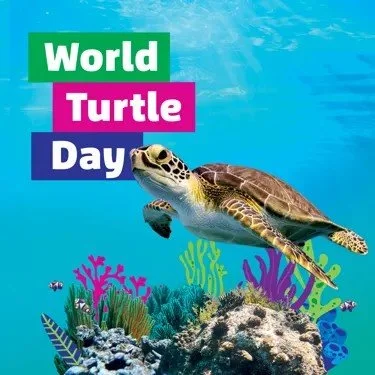 Happy World Turtle Day!

We may not see many turtles at our clinic, but the ones who do come through our doors always make our day. World Turtle Day is a great reminder of how special these unique reptiles are and how important it is to protect them.