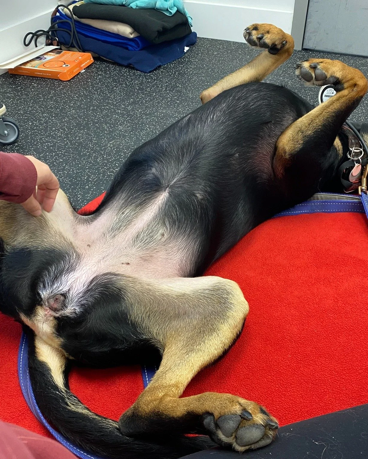 These two cuddle bugs absolutely love their laser treatments. Layla prefers to lie belly‑up for her sessions because, really, what could be better than belly rubs? Rocky, on the other hand, insists on sitting in Taylor&rsquo;s lap. The comfy beds jus