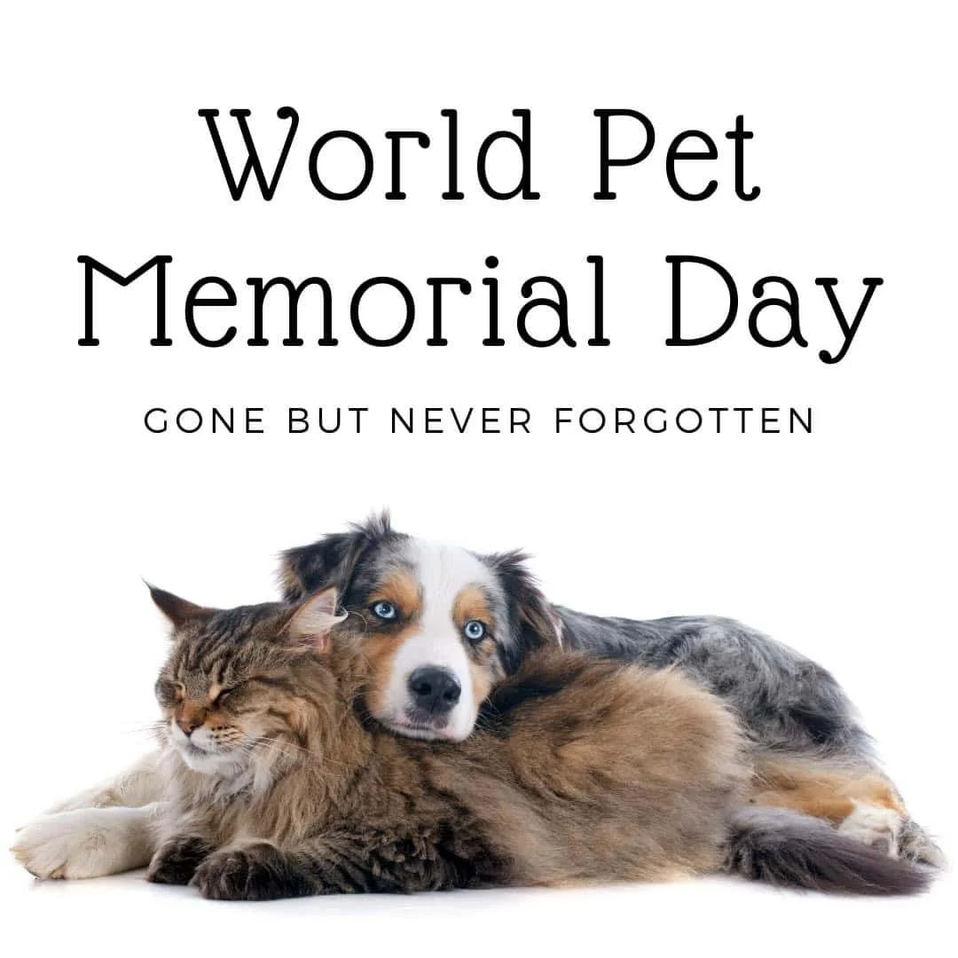 Today we recognize World Pet Memorial Day, a time to reflect on the pets who shaped our lives with loyalty, joy, and unconditional love. 

Grief looks different for everyone, but the bond we share with our pets is something truly universal. If you ar