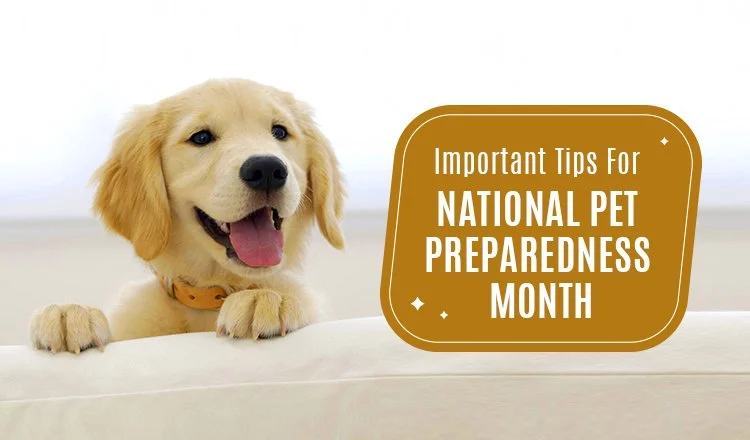 What Is Pet Preparedness Month?

June is National Pet Preparedness Month, a reminder to make sure our pets are ready for anything life throws our way. Emergencies can happen without warning, and having a plan in place helps keep your pets safe, calm,