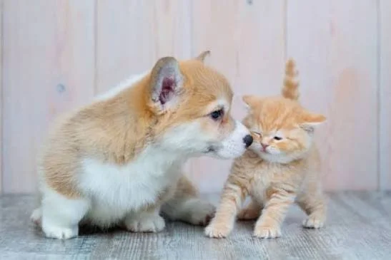 Looking for a new pet? 
If you&rsquo;re meeting with breeders, ask lots of questions. Meet the parents, get photos, and learn about any health predispositions in the line. Responsible breeders are happy to share this information! 

When you bring you