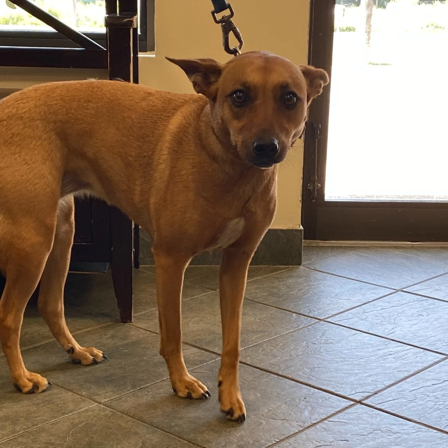 Meet Frankie, our wonderful Potcake pup. Potcakes are mixed‑breed dogs originating from the Caribbean, especially the Bahamas and Turks &amp; Caicos. The name comes from the traditional &ldquo;pot cake&rdquo;, the leftover rice and peas often fed to 
