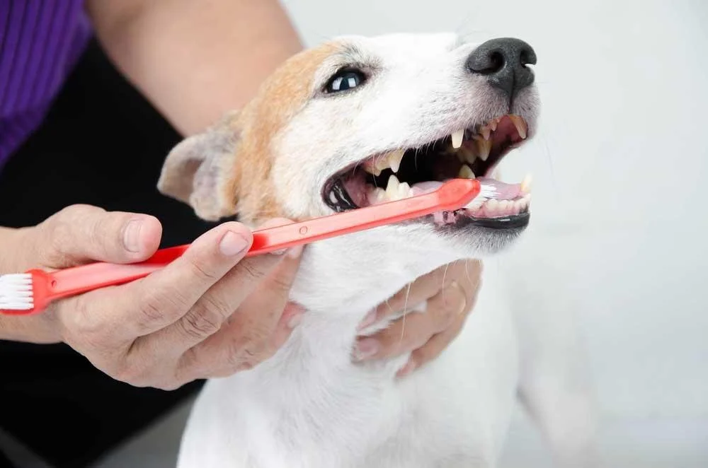 Dental Month is here! 
Throughout August, we&rsquo;re offering discounts on dental estimates to support your pet&rsquo;s oral health.

If your pet is due for a dental check, or you&rsquo;ve noticed tartar, bad breath, or changes in chewing, now is th