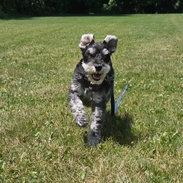 Kes is living his  best summer life; running through the grass, happy as can be! We love seeing our patients enjoy these sunny days.

As the temperatures climb, don&rsquo;t forget to keep your pets hydrated and cool. Fresh water, shade breaks, and av