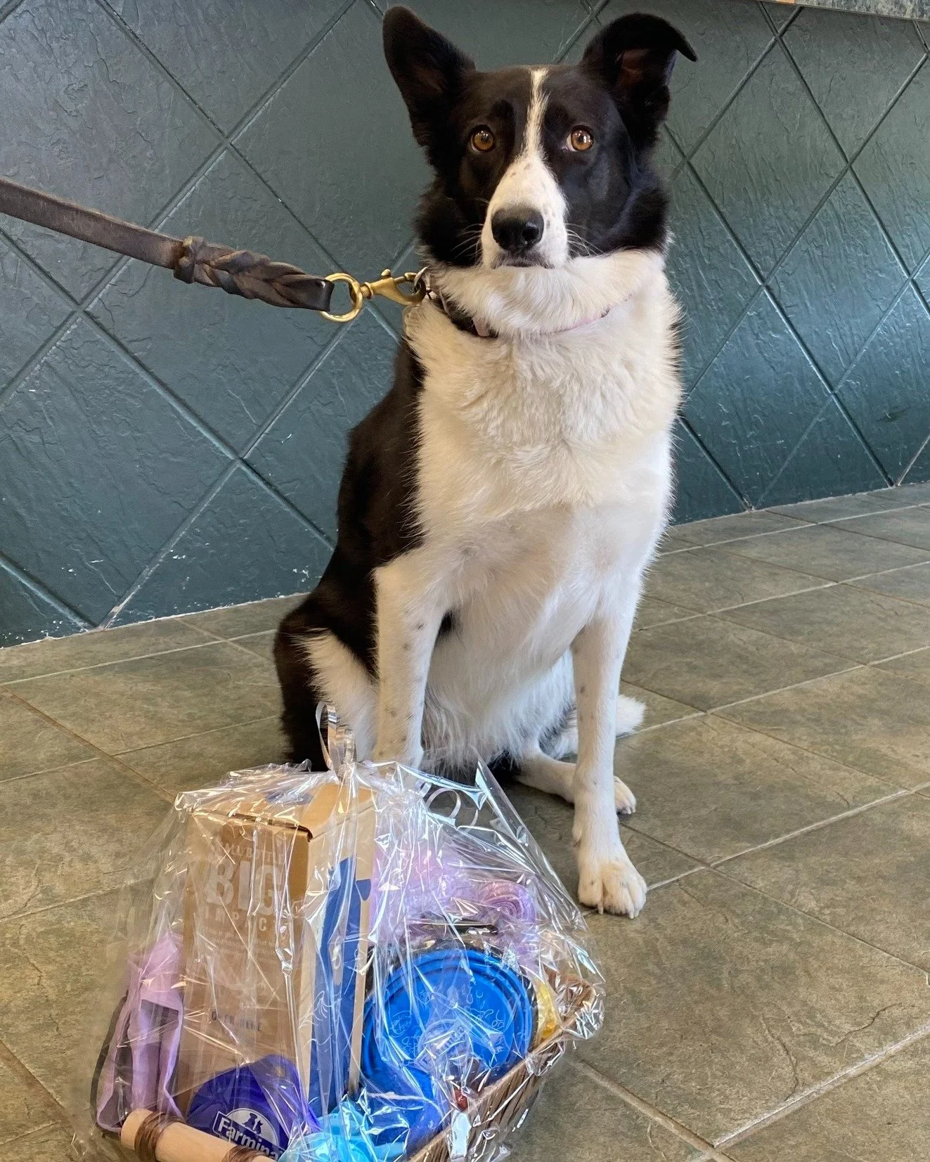 During our Heartworm/4Dx blood test season (March&ndash;May), we were thrilled to host several 4Dx clinic days! These clinics offered discounted 4Dx testing, optional reduced‑cost full blood profiles, and thanks to our amazing medication partners, ev