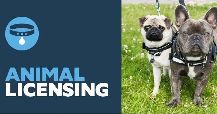 July is Lost Pet Prevention Month
Licensing your pet with the city adds an extra layer of protection. If your pet is picked up by animal services, a license helps them contact you quickly and confirms ownership. Licensing also supports community prog