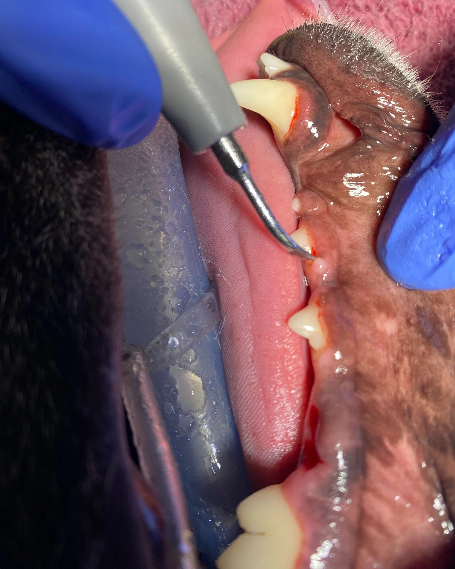One of our patients recently underwent a dental procedure, and during the exam we discovered an epulis. These lumps and bumps can be very difficult to spot when a patient is not under anesthetic, which is why dental procedures are so important for ca