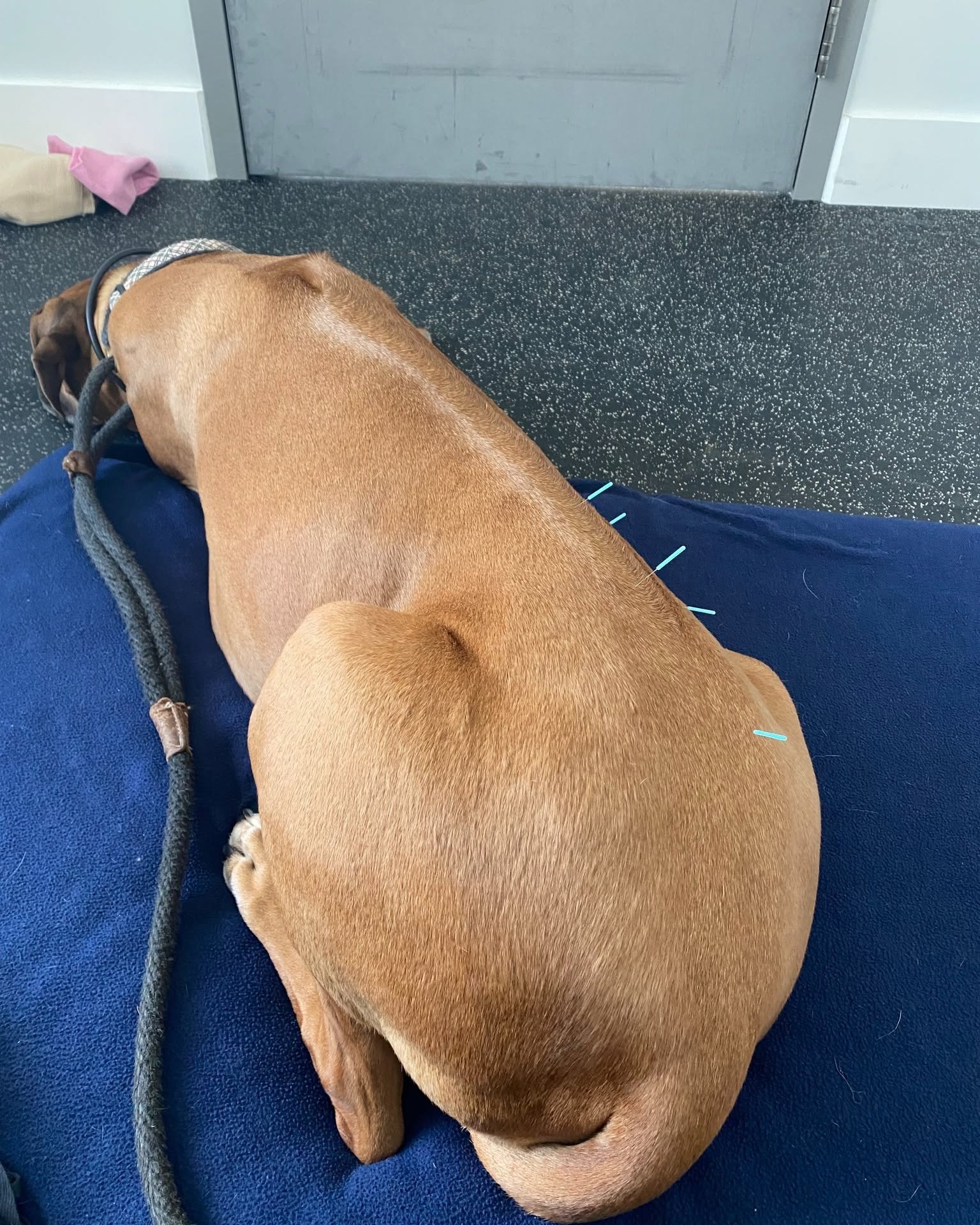 acupuncture.jpg