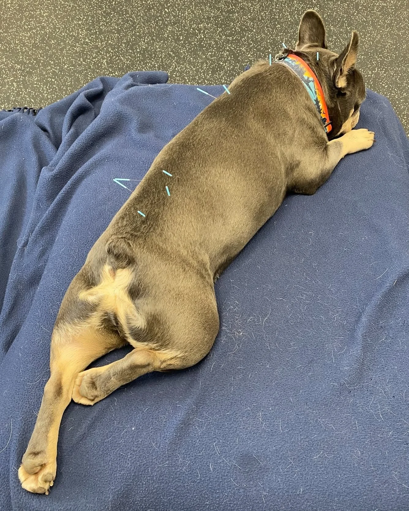 acu2.jpg