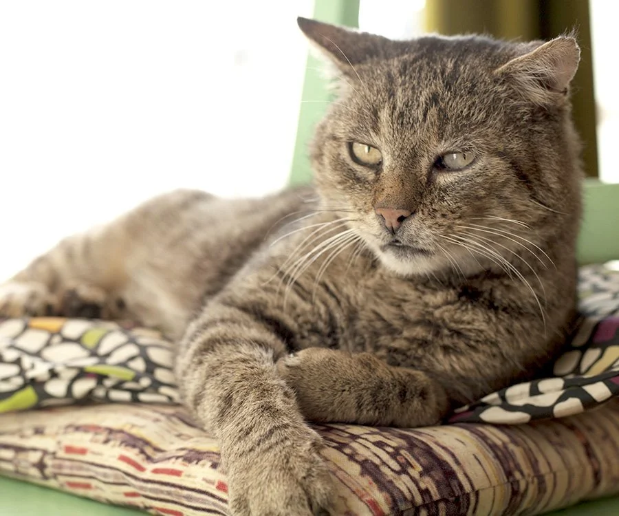 Senior pets often need fewer calories as they age. Their activity levels naturally slow down, and their metabolism changes, so feeding the same amount they ate when they were younger can lead to weight gain and added strain on their joints and organs