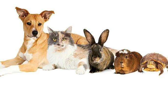Our team was asked why we chose veterinary medicine, and the answer was simp; we chose it for the pets. We want to make a difference in their lives, from supporting healthy, happy patients to being there during emergencies. We&rsquo;re trained to sav