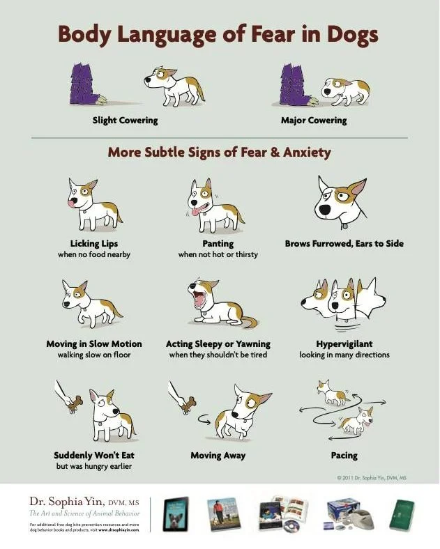 Did you know pets show anxiety through their body language? Signs can include whale eye, a tight or pulled‑back smile, panting, a spoon‑shaped tongue, avoiding eye contact, lowering the head, or trying to hide. These behaviours often mean your pet is