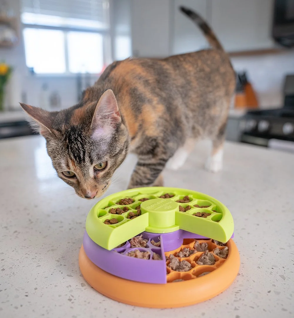 Feeding setups can make a big difference in keeping mealtime comfortable and stress‑free for your pets. Large dogs often do best with elevated bowls, which help reduce strain on their neck and make eating easier. Small dogs and cats usually prefer fl