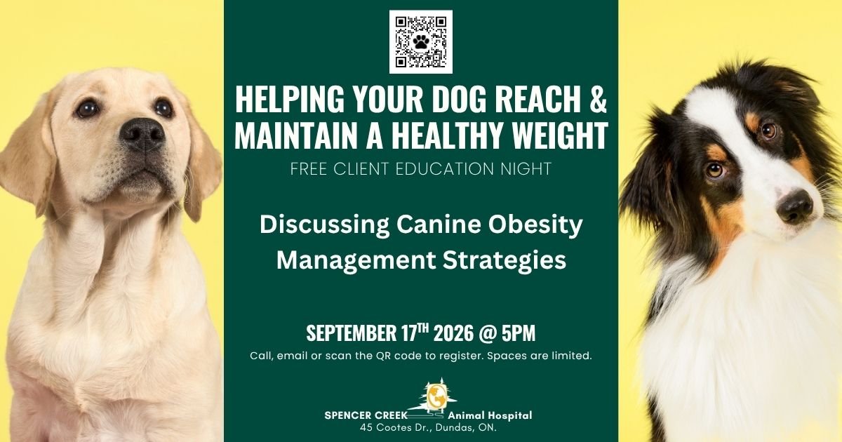 We&rsquo;re excited to introduce our free Client Education Nights at Spencer Creek Animal Hospital!

Our first session will cover canine weight loss and obesity, a great opportunity to learn how to support your dog&rsquo;s health.

Join us on Septemb