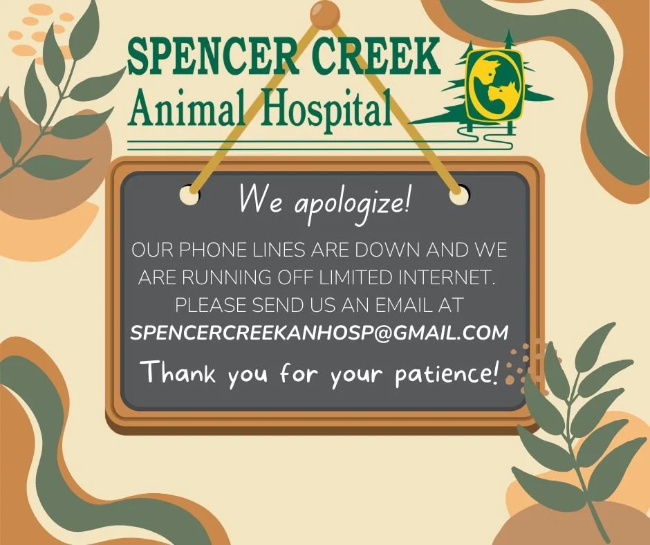 We apologize! Our phone lines and internet are currently down. If you call please leave a voicemail, or send an email, and we will get to it as soon as we are able. 
- Spencer Creek Animal Hospital Team