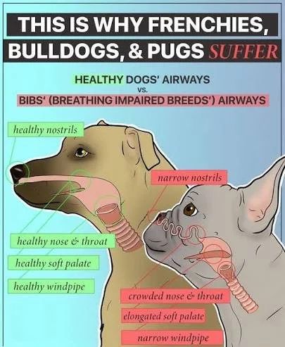 Brachycephalic pets, like Bulldogs, Pugs, Shih Tzus, Persian cats, and other flat‑faced breeds, breathe very differently than mesocephalic pets because of their shortened skull shape. Their narrowed nostrils, long soft palates, and smaller airway ope