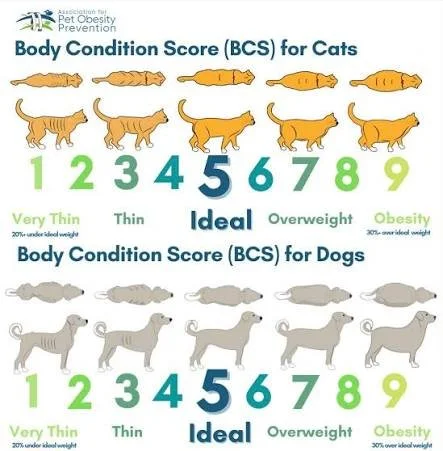 Fat pets are more common than most people realize, and extra weight can have a big impact on long‑term health. Body condition scoring is a simple way to check if your pet is at a healthy weight, and many pets score higher than they should.

Keeping y