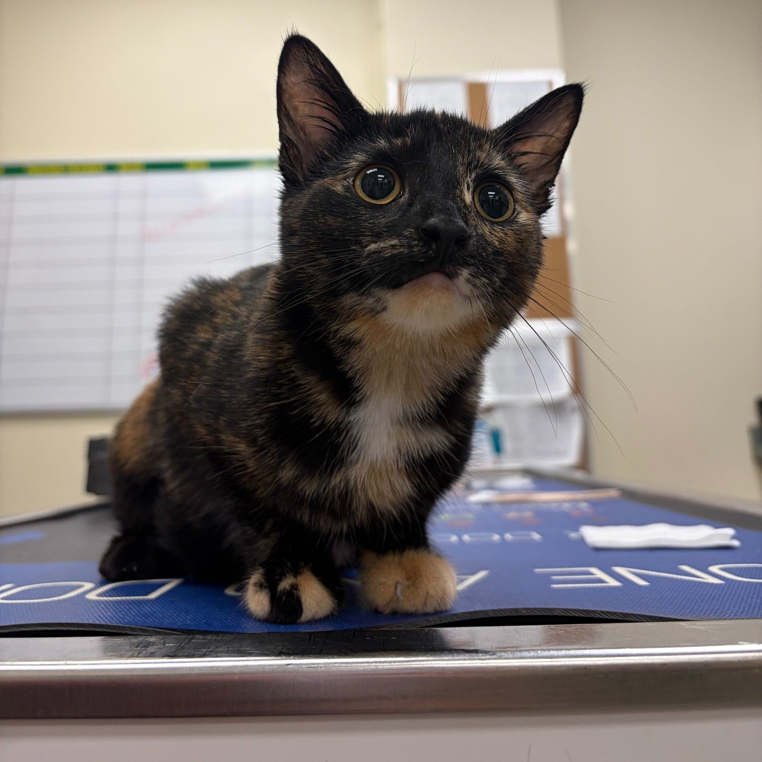 Fig is a 4‑month‑old calico, known for their bold personalities. She hasn&rsquo;t shown that famous calico sass, but she&rsquo;s still full of curiosity and charm.