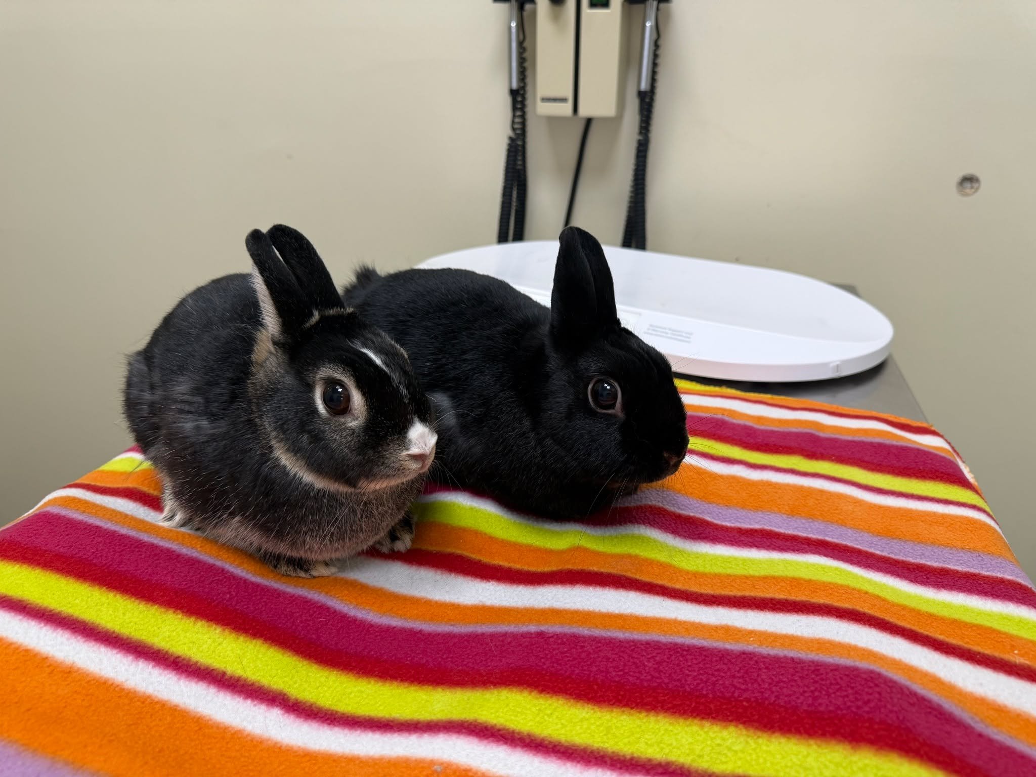 Dr. Whelan doesn&rsquo;t just see cats and dogs&mdash;she also cares for our exotic patients, including rabbits like Bean and Bambi. These two were absolutely adorable during their visits.