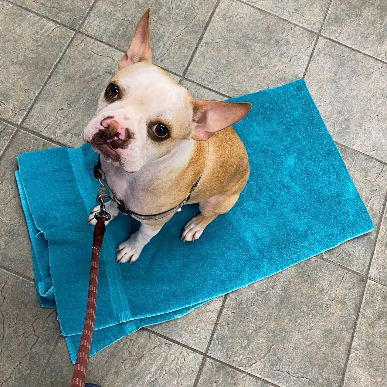 Hugo has been in a few times recently for an eye issue, and he&rsquo;s become quite the comfort connoisseur. Bring out a soft towel or blanket, and he&rsquo;s more than happy to take a seat and relax during his visit.