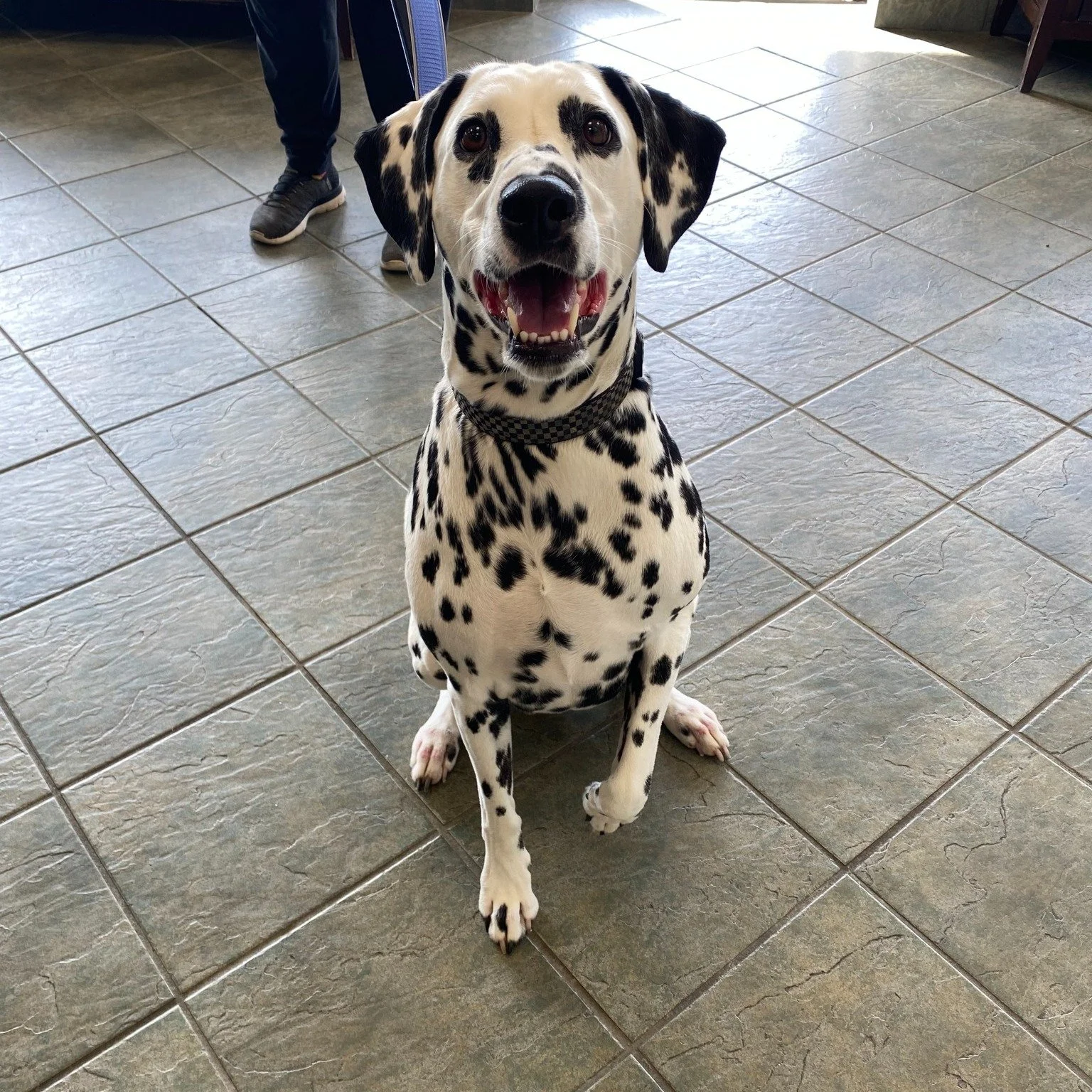 Sapphire came in to see us today, and we absolutely adored her spots. Dalmatians aren&rsquo;t a common sight in the clinic, so when one visits, we can&rsquo;t help but marvel. What a stunning girl.