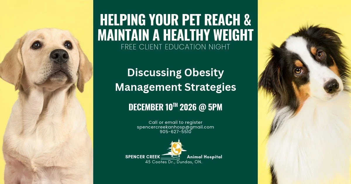 It&rsquo;s Pet Obesity Awareness Day!
To help support our pet families, we&rsquo;ve scheduled another free Client Education Night covering overweight management and obesity in both cats and dogs, complete with helpful tips and guidance.

Join us on D