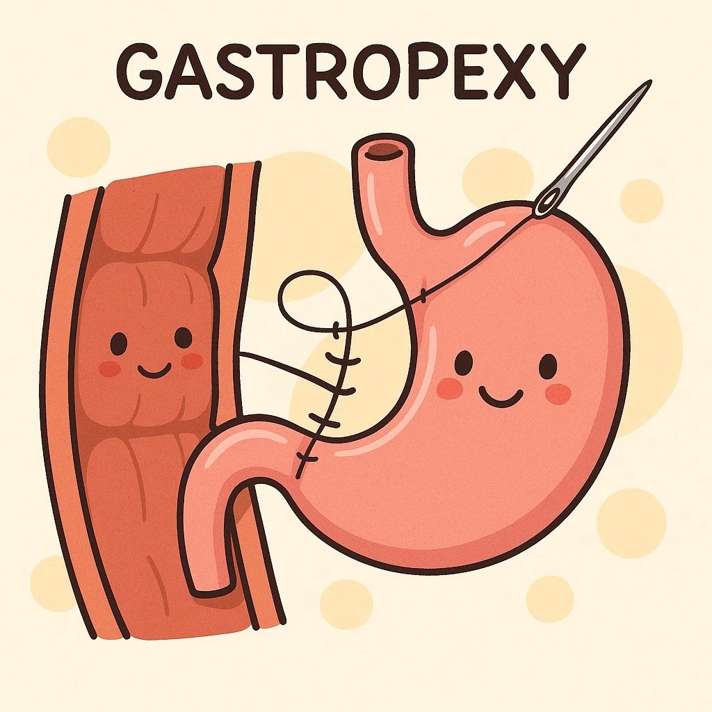 Laparoscopic surgeries offer great benefits for spays and gastropexies. With small incisions and a camera, pets experience less discomfort, faster healing, and an easier recovery compared to traditional surgery.

A laparoscopic gastropexy involves ta