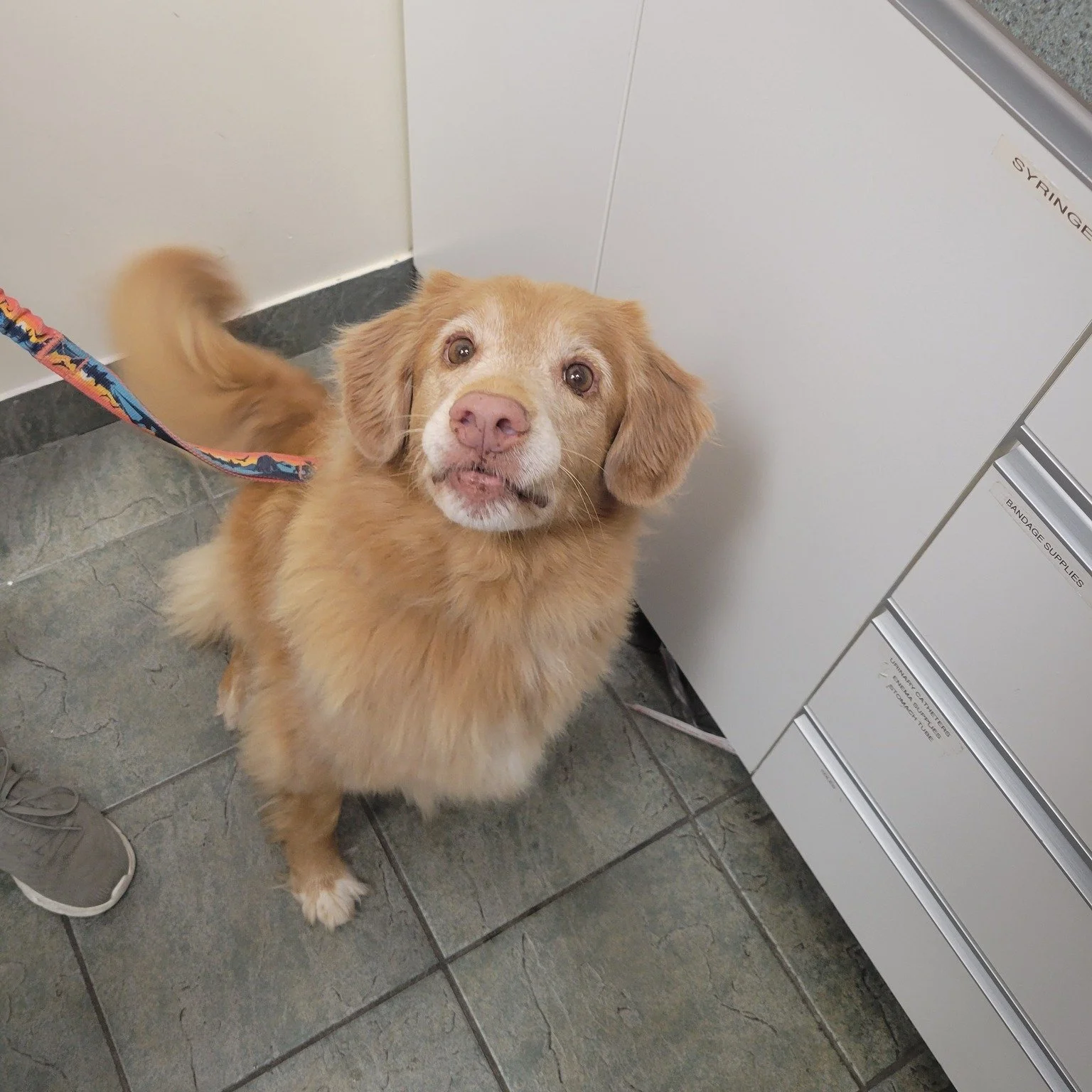 Beau is easily bribable with treats, and we have a very clear understanding with him: if he gets a treat, he sits still for his bloodwork. It&rsquo;s a system that works perfectly for all of us. Thanks for being such a good sport, Beau.

Note: the ta
