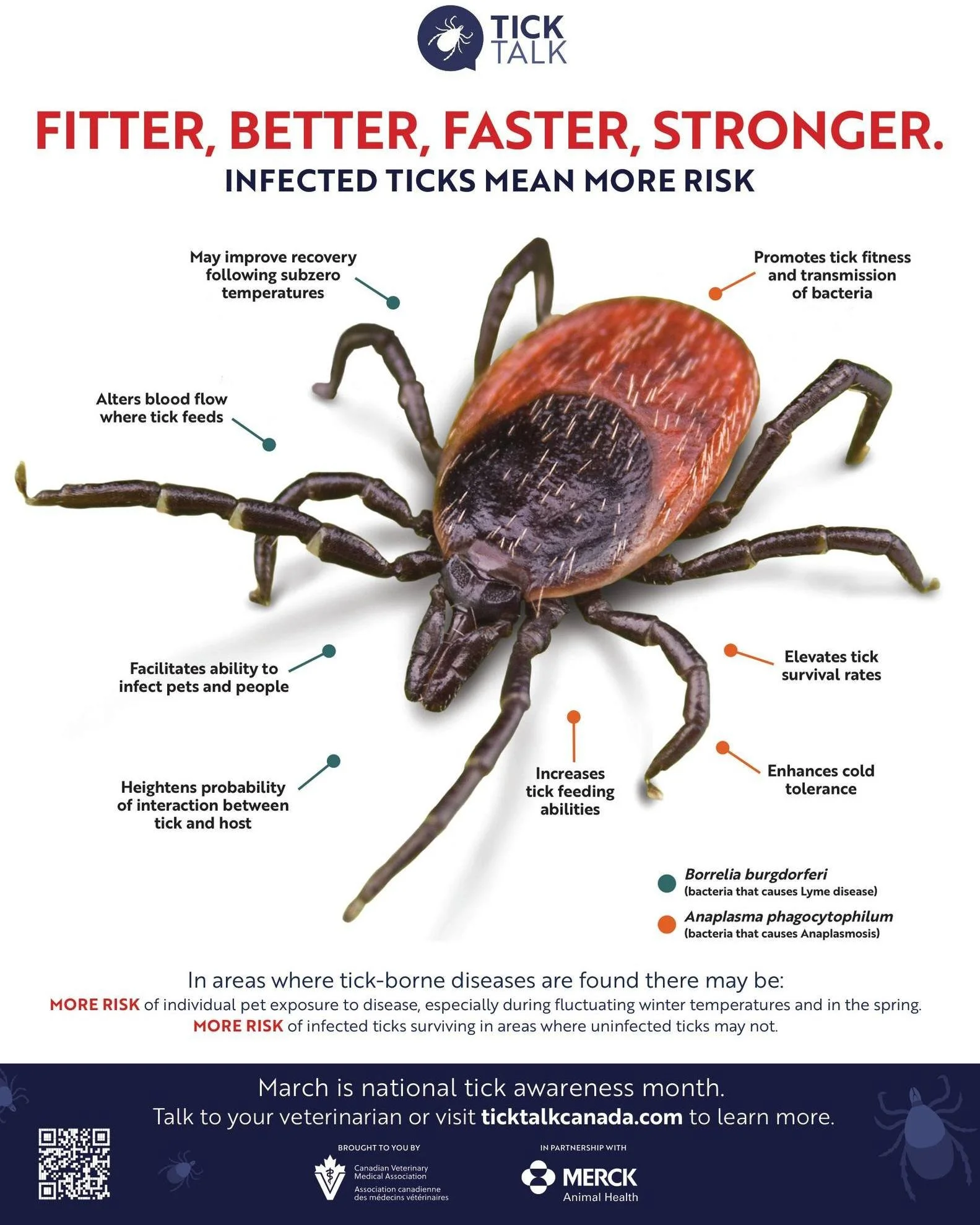 Ticks are active all year round, not just on warm days. As long as the temperature is above 0&deg;C, ticks can be out, and during the winter months, the ones you see are often the infected ticks. The bacteria inside them acts like a kind of &ldquo;an