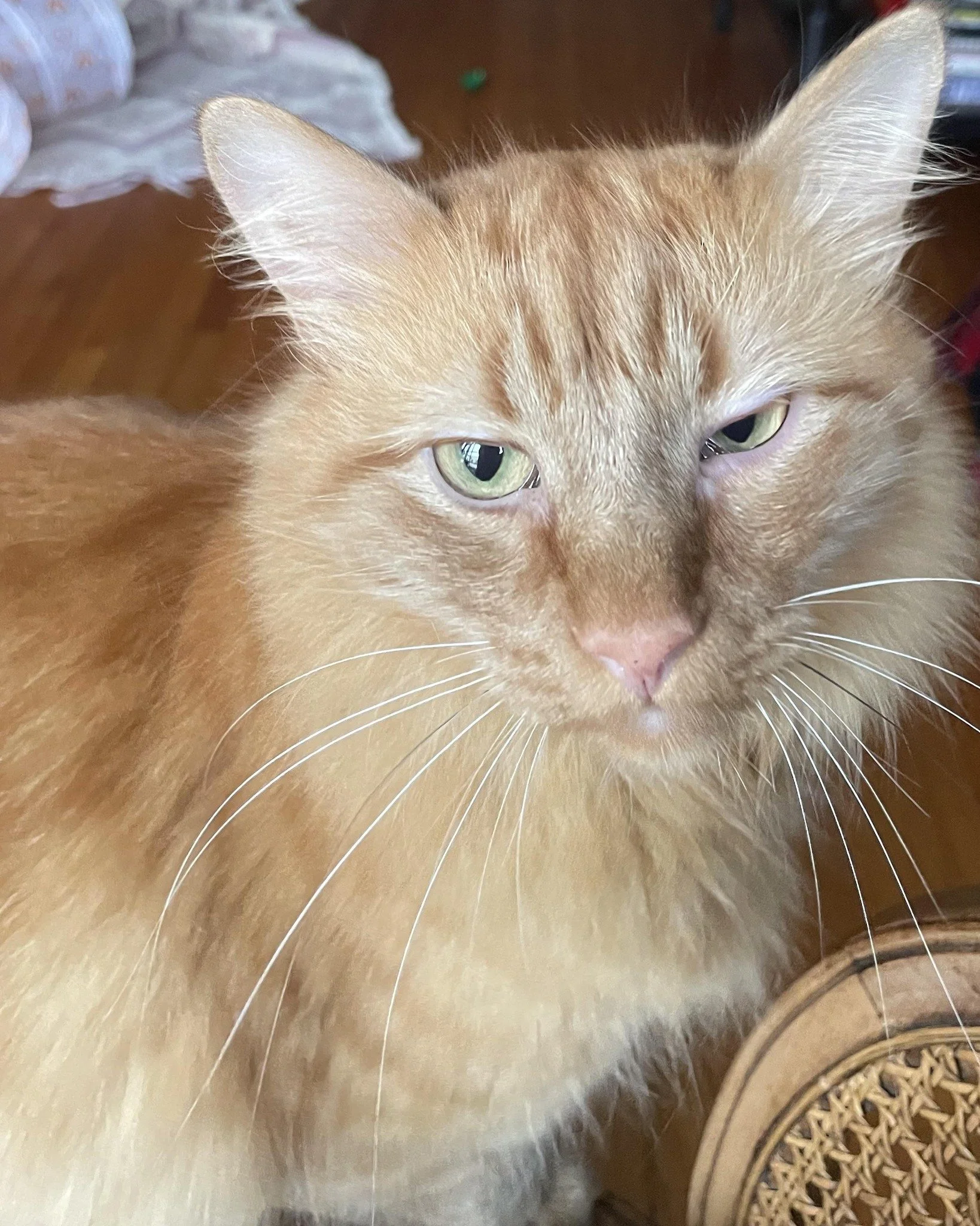 Did you know these can be signs of pain in your pet? 
Limping, squinting, lowering the head, licking one area, a hunched back, sleeping more, refusing walks, or hiding can all mean your pet is uncomfortable.

If you&rsquo;re noticing any of these cha