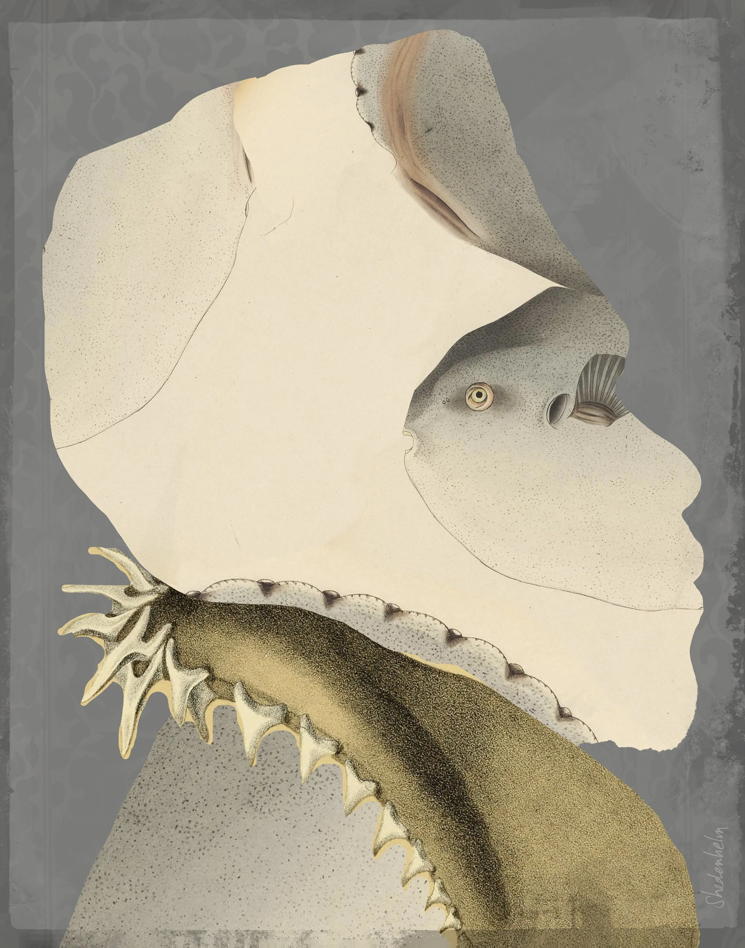 KendraShedenhelm_TransformationsShark_11x14_Glass.jpg
