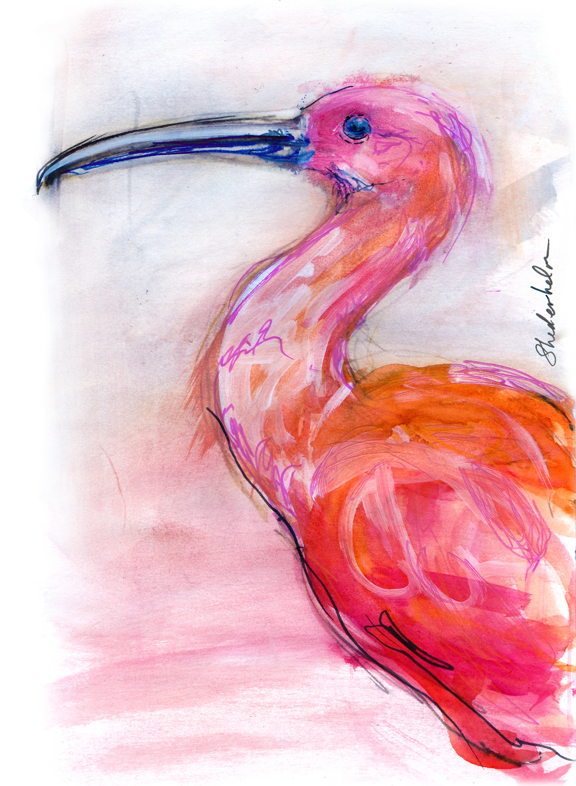 Kendra_Shedenhelm_ScarletIbis_Sketch_Watercolor_SM.jpg